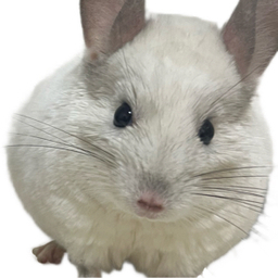 えりぽぽ