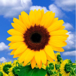 sunflower