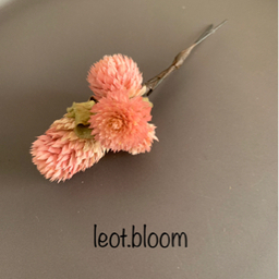 leot.bloom