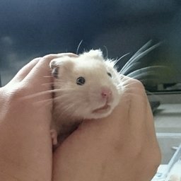 アミスケ