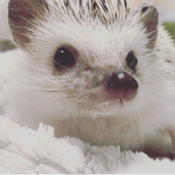 ︎しろきめいど︎☺︎