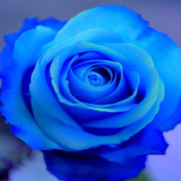 matsuchiyo13