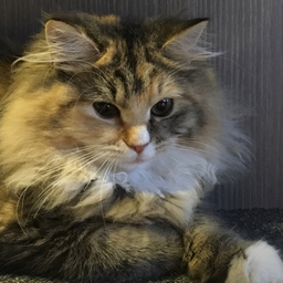 ゆいにゃ