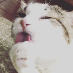 こりん