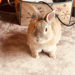 さな