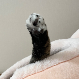 fren0322