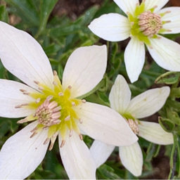 555clematis