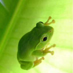 meekero
