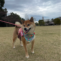 ここあ