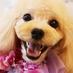 マナーベルトのフラン