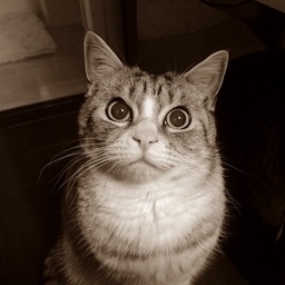 まこと