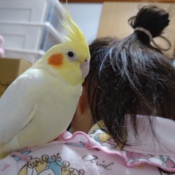 ぴこなハウス