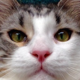 るいにゃ