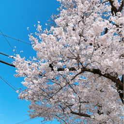 aomushisanpo