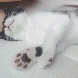 omiomi