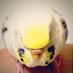 mameco.