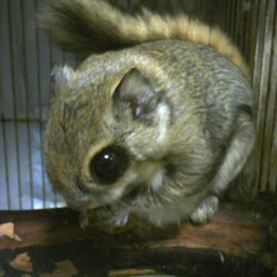 jurimonga