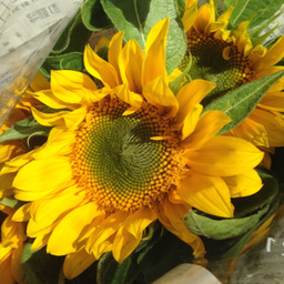 girasole