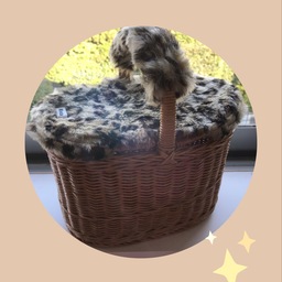 rinda-basket