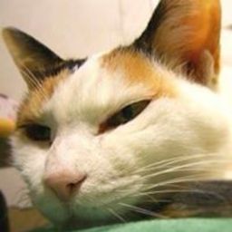 げっしー