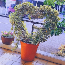 ゅん