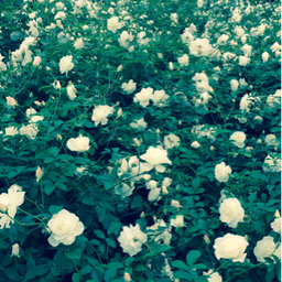 my-snowwhite