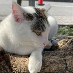 もず