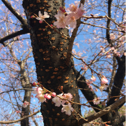 omoiyari79