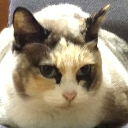 ちゃこ