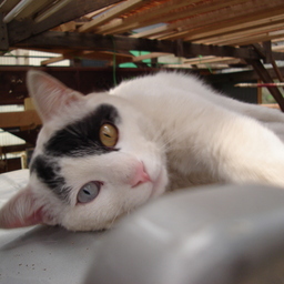 こねこのてしごと