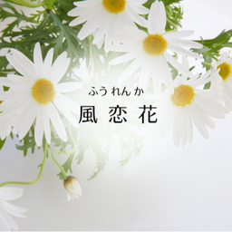 kayo2525555