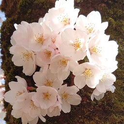 青ウサギ