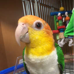 毎日レオちゃん (シロハラインコ)