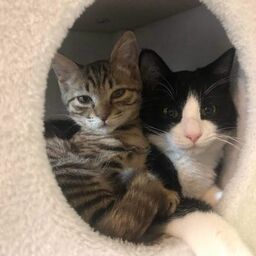 catcorp
