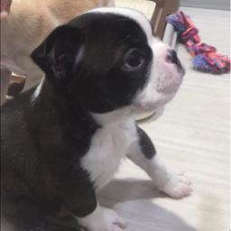 3bostonmam