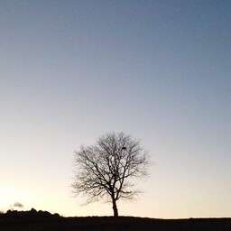 shunaika