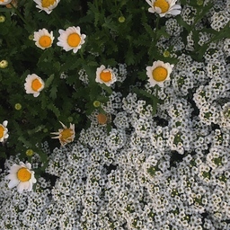 meru