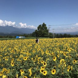 Mie (ミィ）