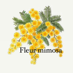 fleur-mimosa