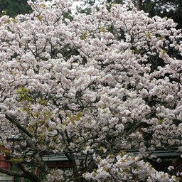 ナタリー