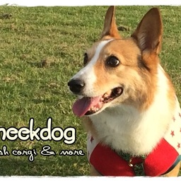meekdog