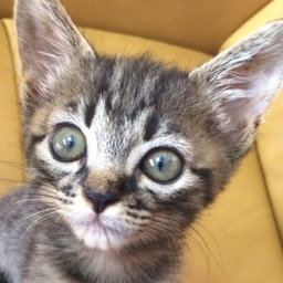 bonnyan