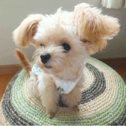 kina-anzu