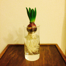 Coco-rinne