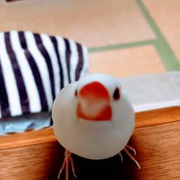 ゆきりん式部