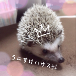 うにすけハウス