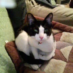 cat-minne335
