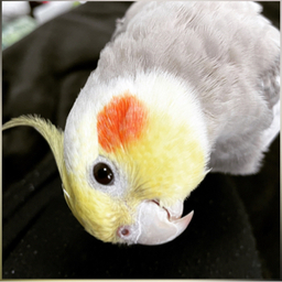 plume