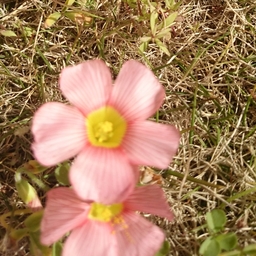 moeries