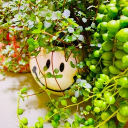 smile flolist